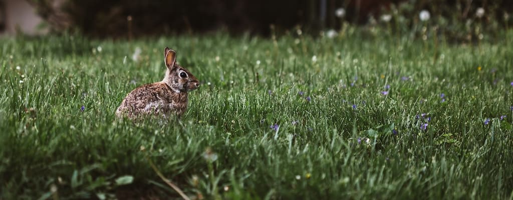 The rabbit's death caused a false alarm about pregnancy.