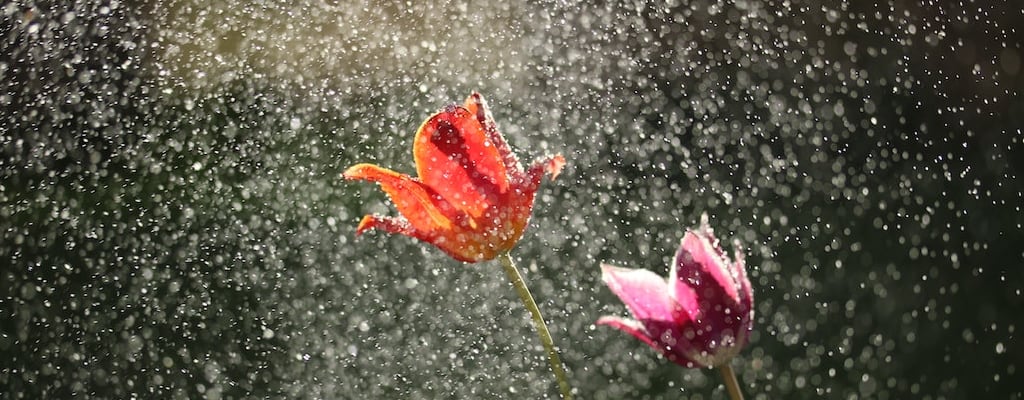 Dogs and cats run inside during rain.