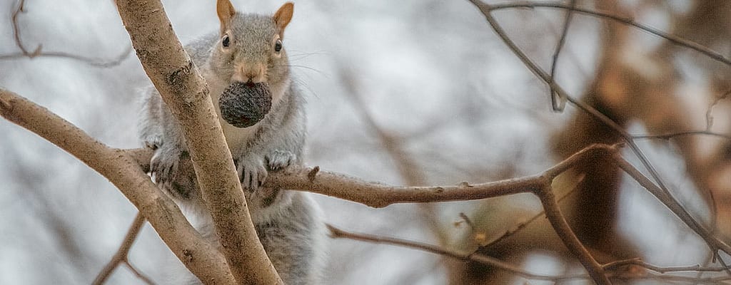 I have a suspicion, doubt, and distrust regarding rats.