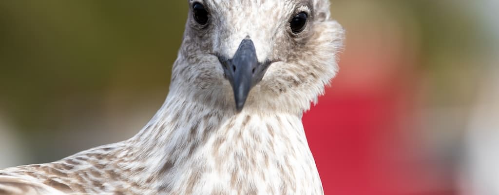 A seagull approaches the shoreline.