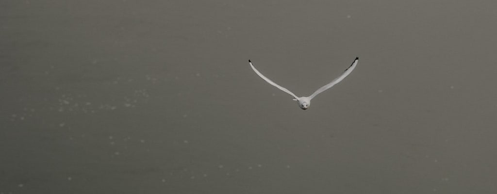 The seagull manager lacks effective leadership and supervision.