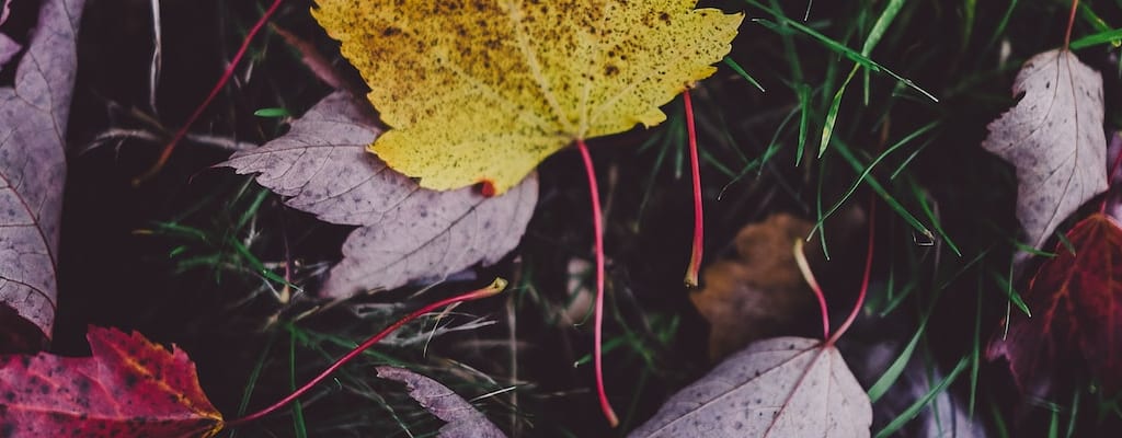 Their love blossomed like autumn leaves in season.