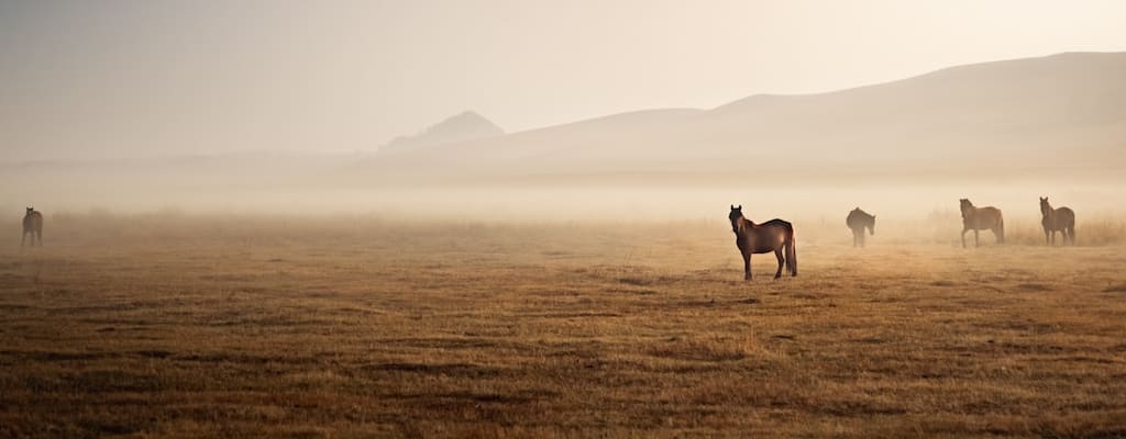 Shanks' nag walked during the travel journey.