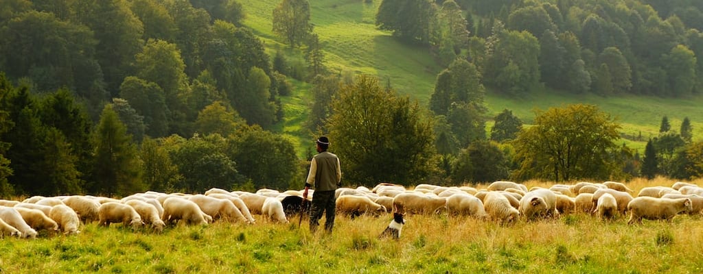 Counting sheep helped me sleep better last night.