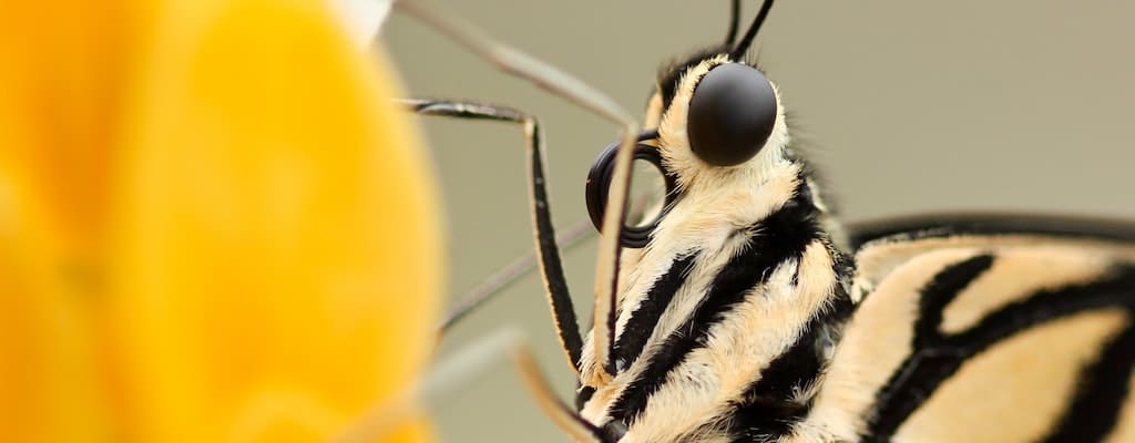 Skip the louse-infested insect problem altogether.