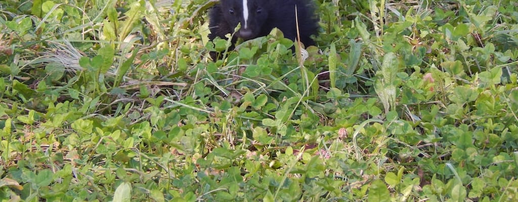 The skunk crashed the garden party.
