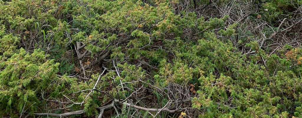 Trim the branches to separate and prune them.