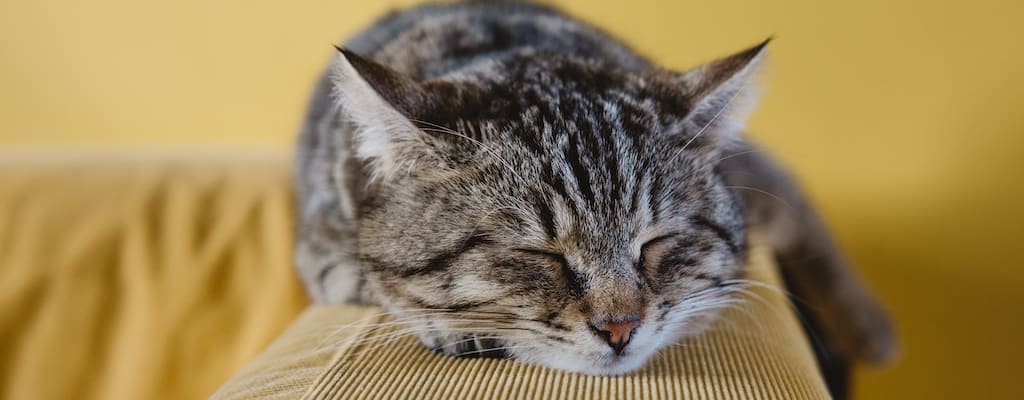 I love to snooze and rest after work.