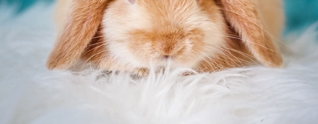 She snuggled with her bunny, showing affection and intimacy.