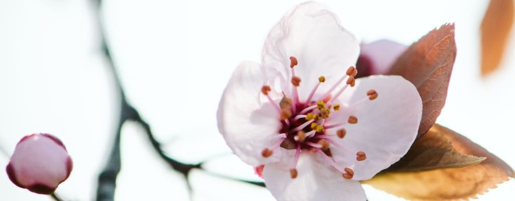 Spring triggers immediate and spontaneous recall of childhood memories.