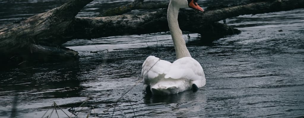 Last swan's farewell, a final goodbye in song.