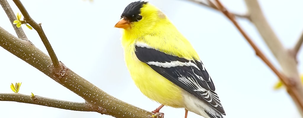 A bird's-eye view gives a broader perspective.