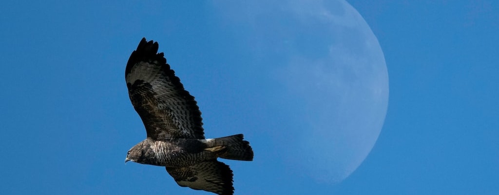 The stink of a buzzard near the gut wagon.