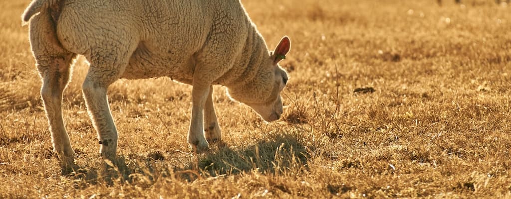 Thin herd population control helps maintain ecological balance.