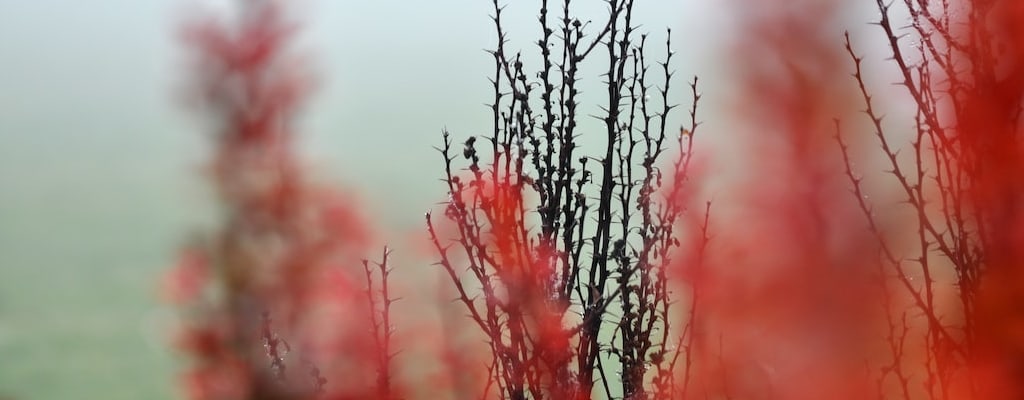 The rose's thorn pierced my flesh.