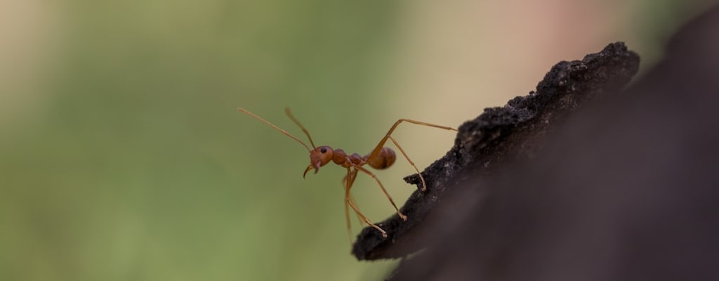 Don't throw an ant into the sty.