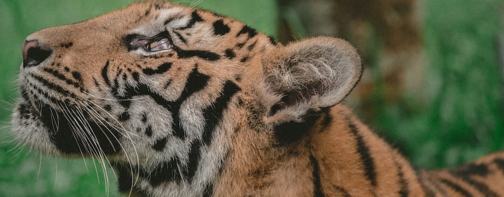 The challenge of facing a tiger's tail poses difficulty and risk.