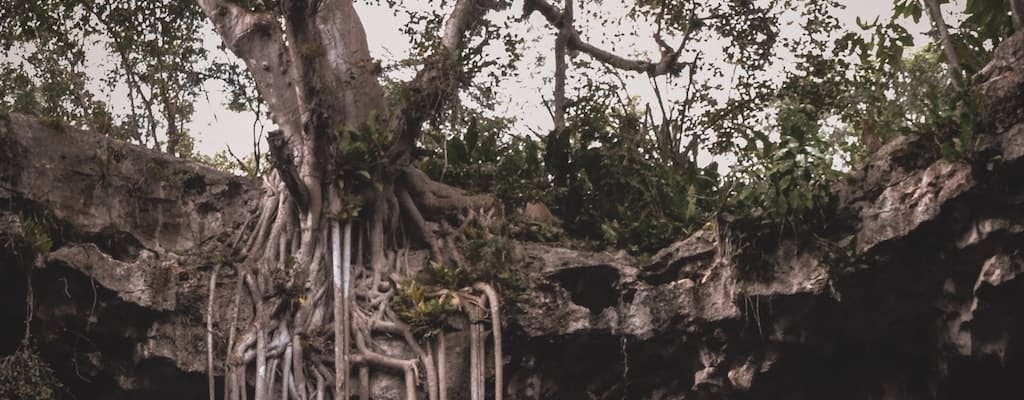 Stuck climber faced with tree’s predicament and dilemma.