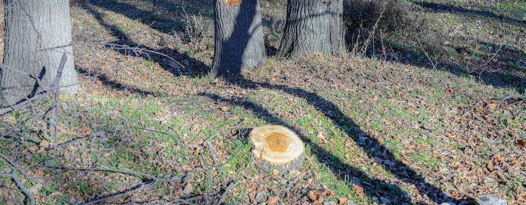 He was arrested for unauthorized acquisition of stolen goods.