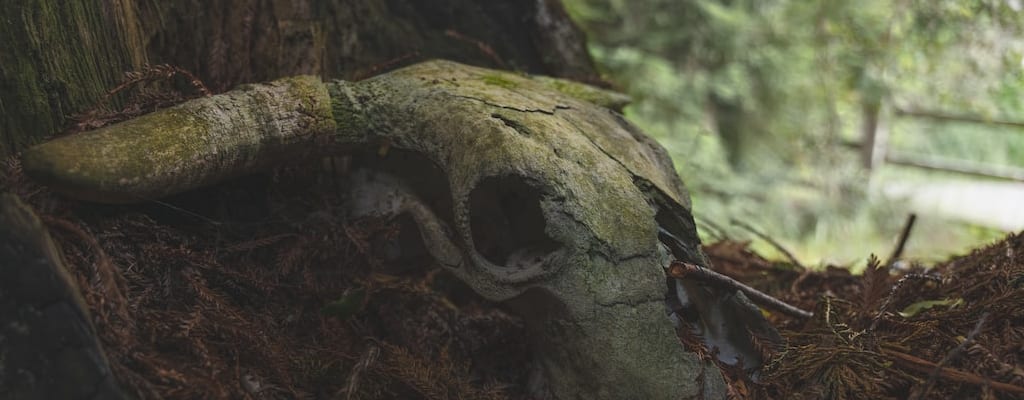 The flowers fade and wither from neglect.