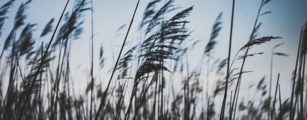 The wind carried a faint whistle.