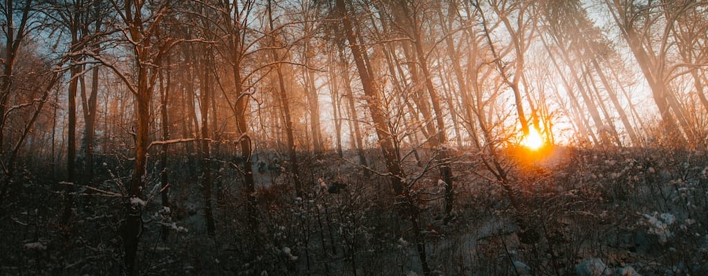 The trees captivate with their intricate details.