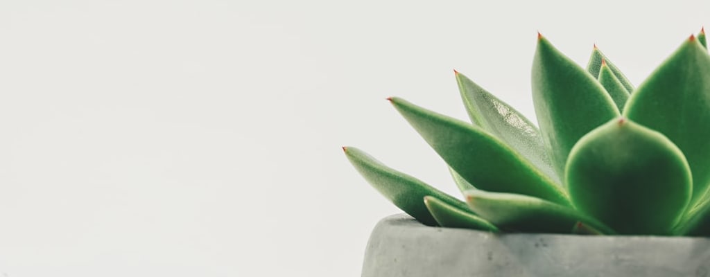 Categorise single-word tags on the website's leading line.