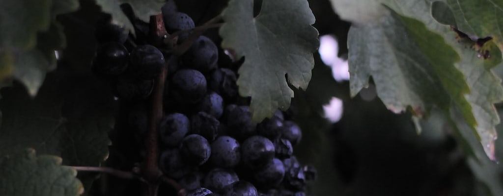 sour grapes: Idiom Meaning and Origin - The Village Idiom