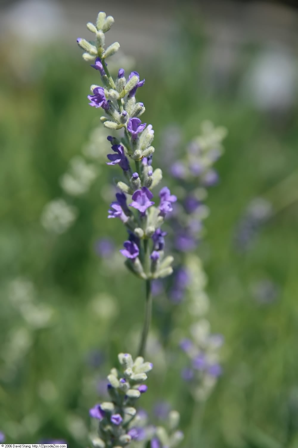 Angliškoji levanda 'Munstead' (Tikroji levanda 'Munstead')