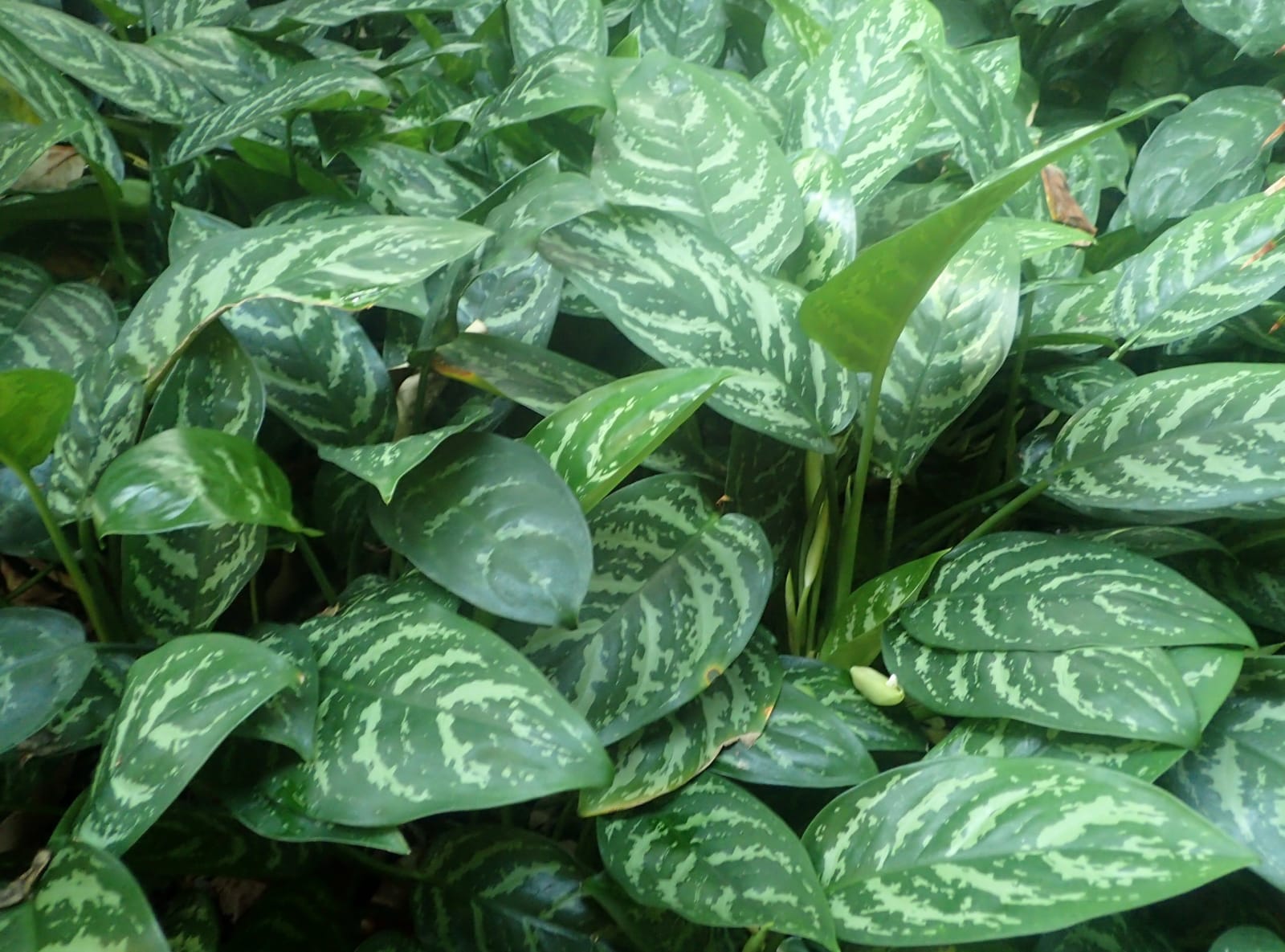 Aglaonema 'Cutlass' (Kinijos amžinai žaliuojantis augalas)