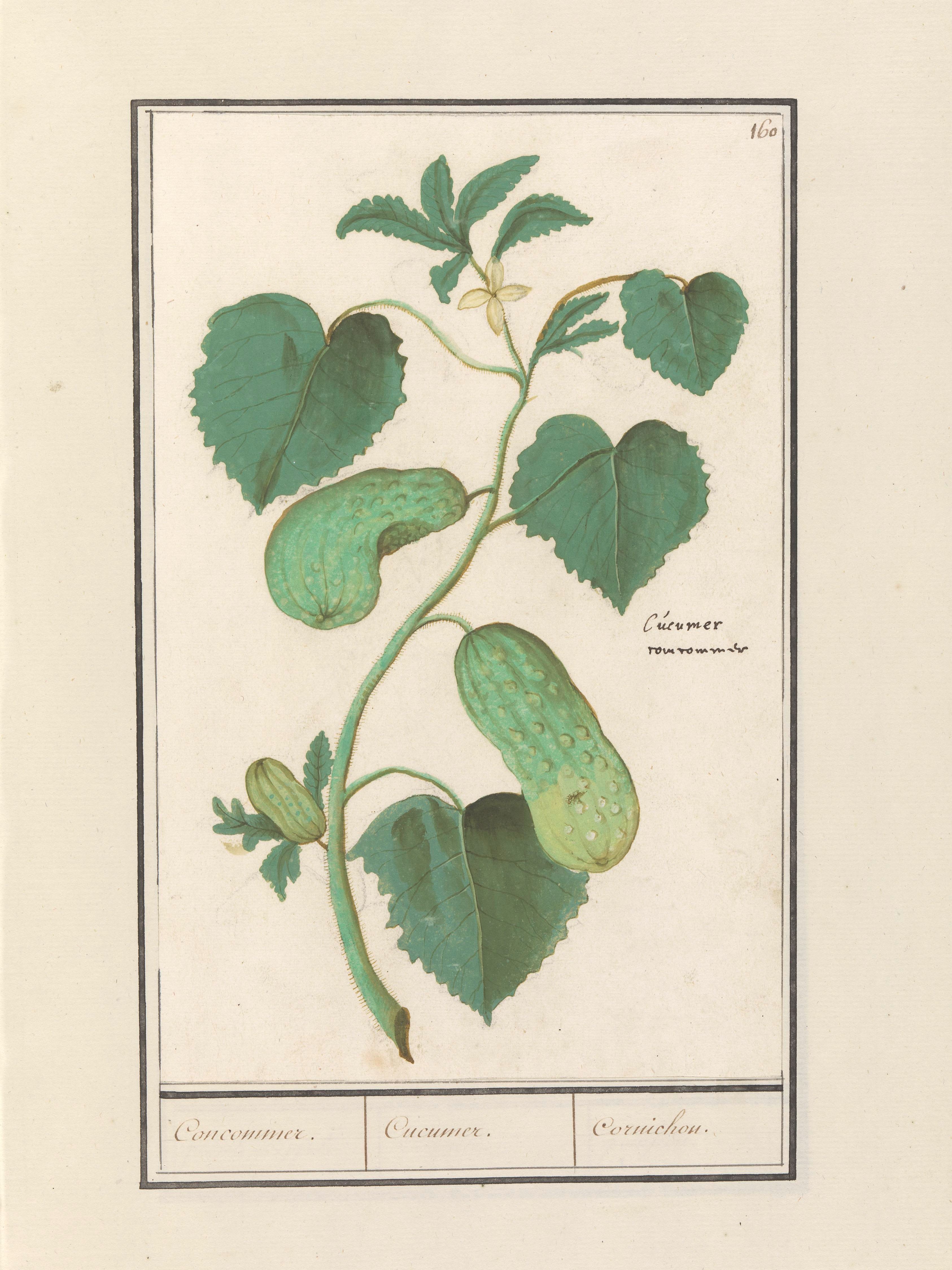 Agurkas Cornichon