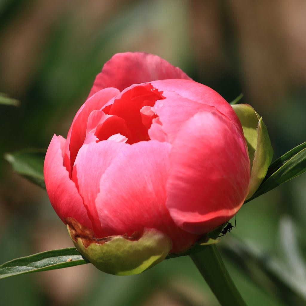 Bijūnas (Sodinis bijūnas)
