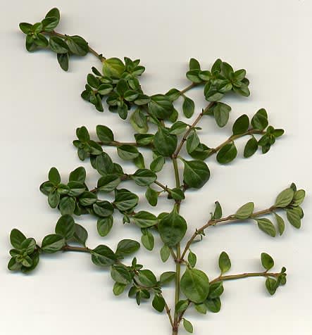 Čiobrelis (Paprastasis čiobrelis)