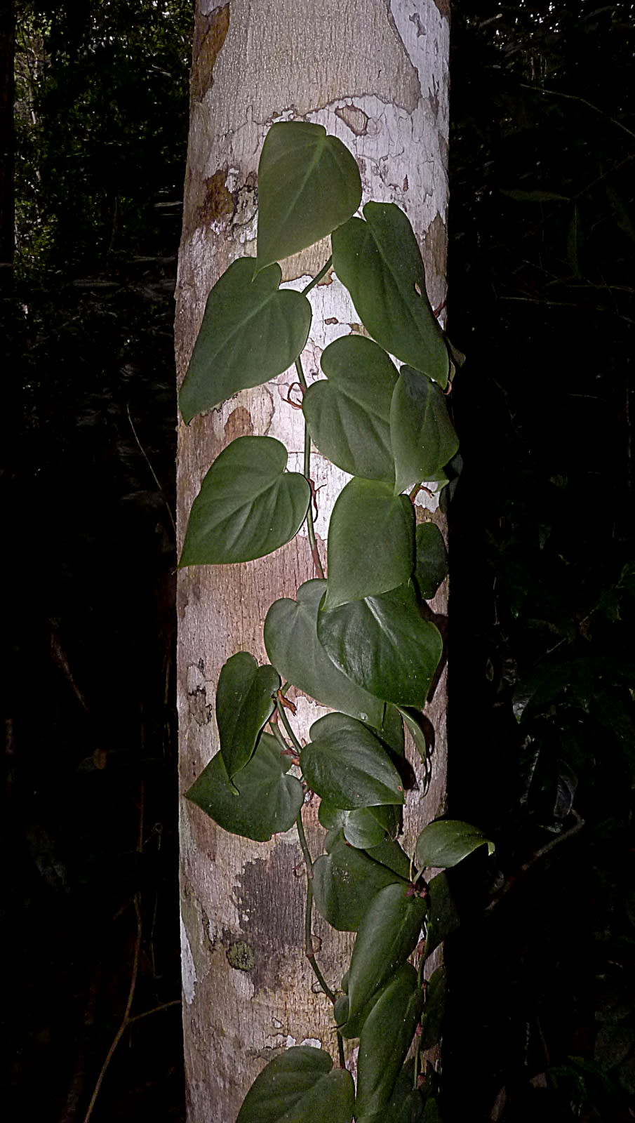 Filodendras (Širdžialapė vijoklinė)