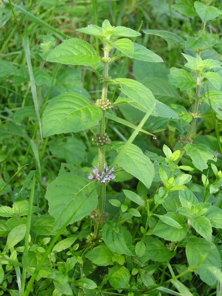 Mėta (Pipirmėtė)