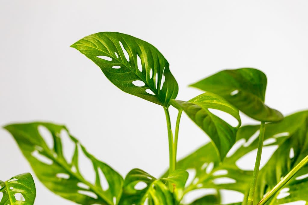 Monstera adansonii (Skylėtoji monstera)