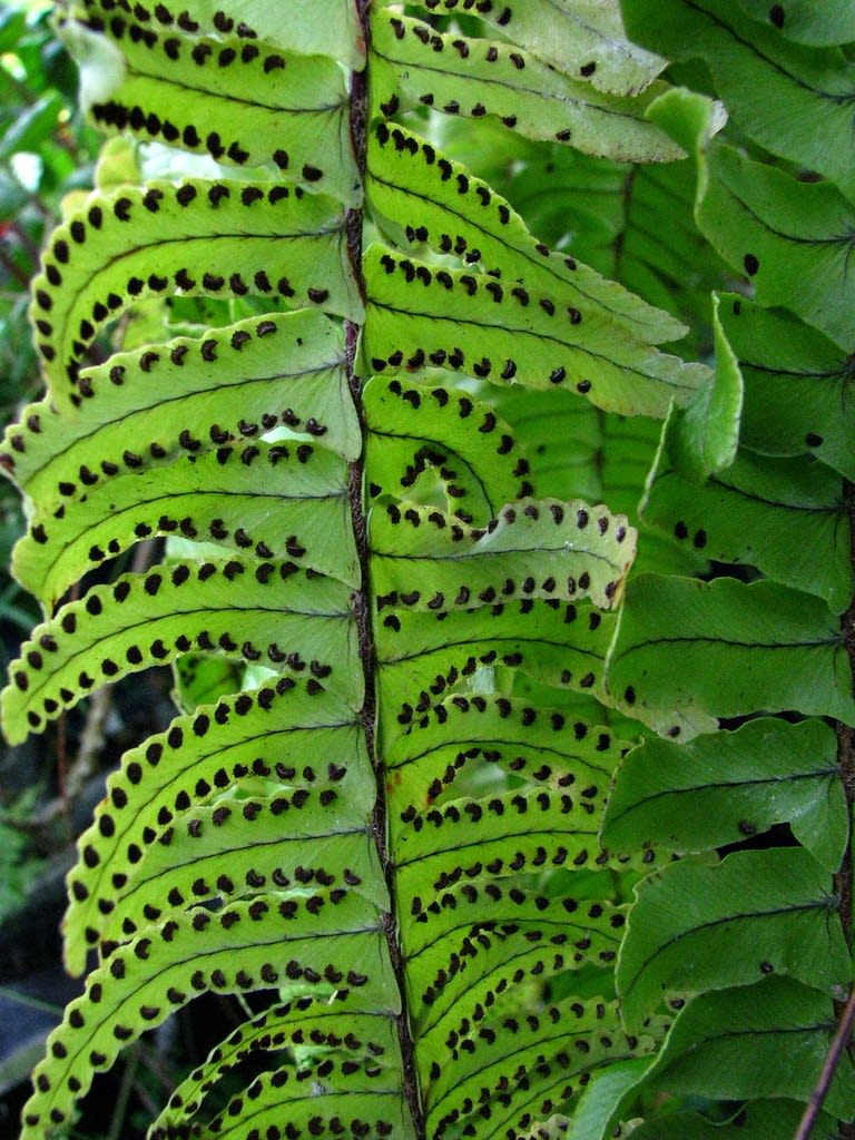 Papartis Bostonas (Kalavijinis papartis)