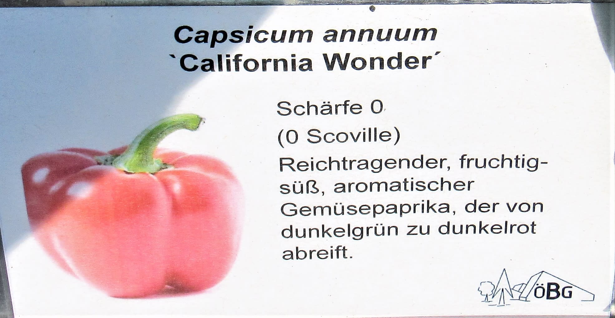 Paprika "California Wonder"