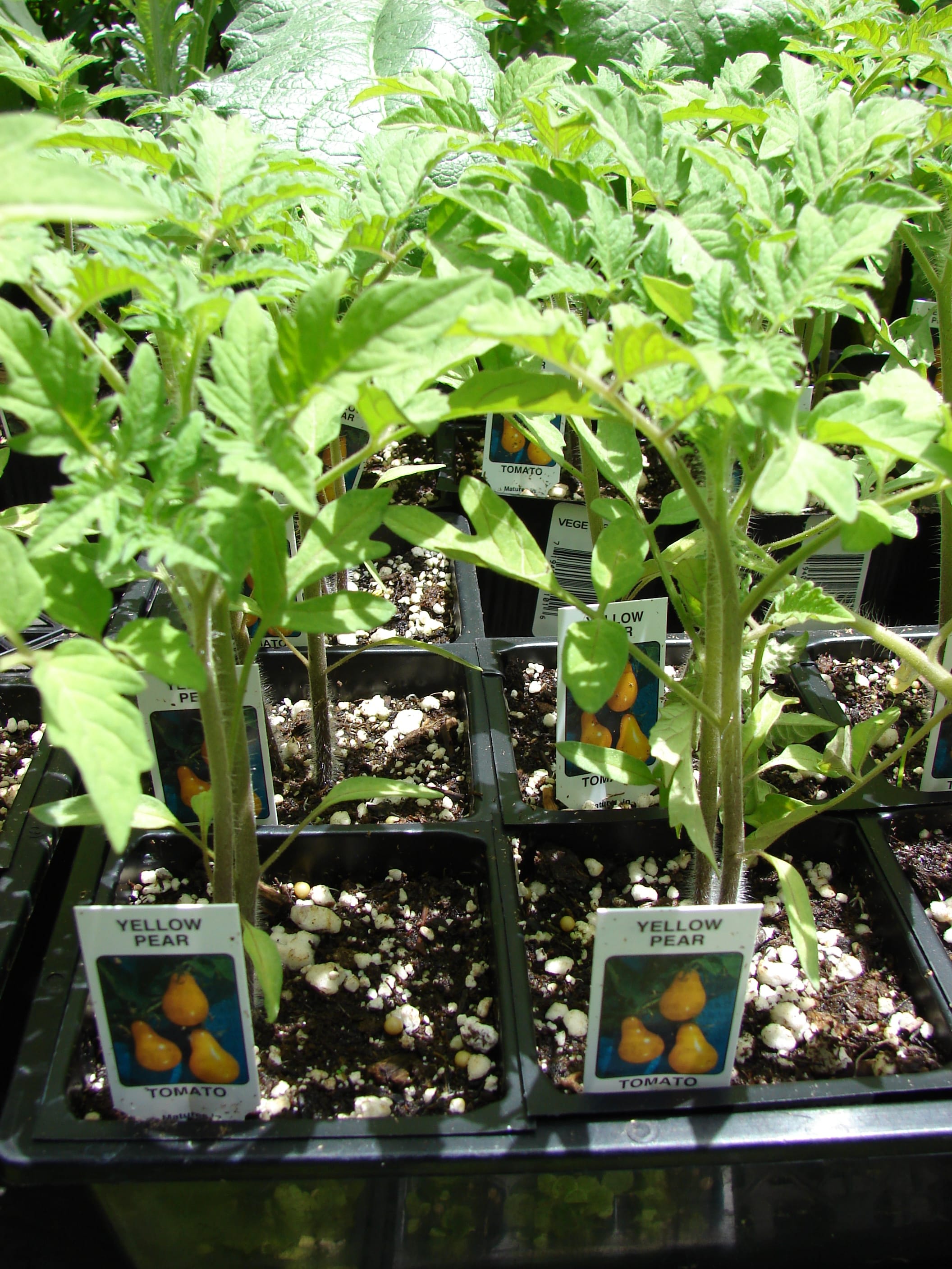 Pomidoras "Yellow Pear"