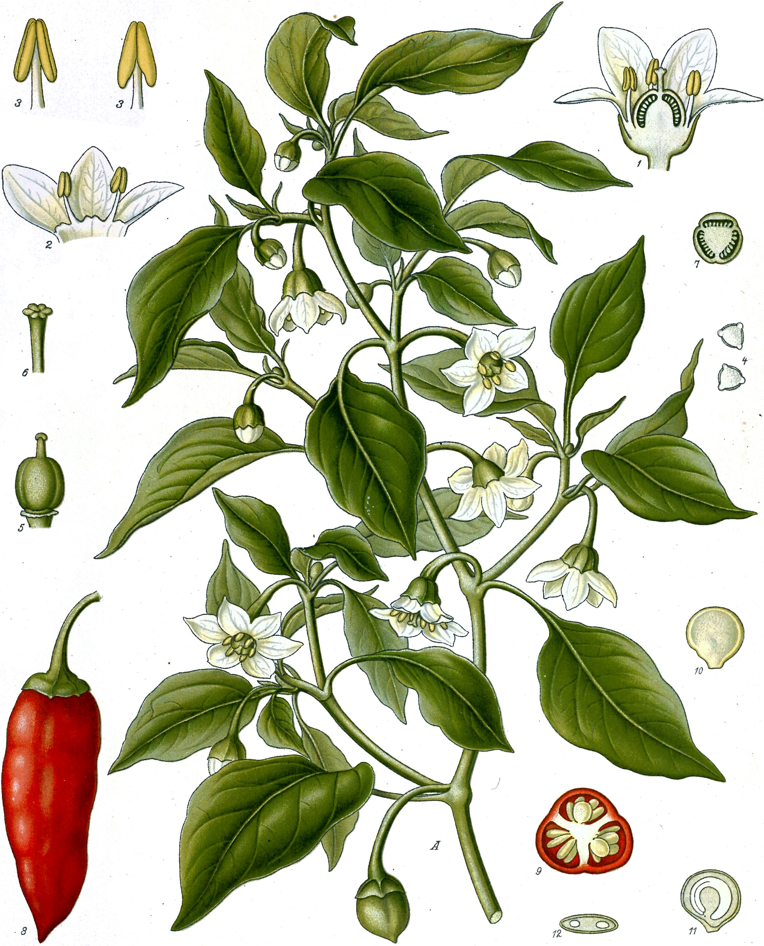 Paprika "Aristotle H"