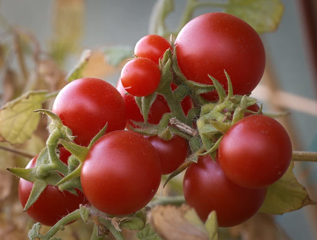 Pomidoras "Bajaja"