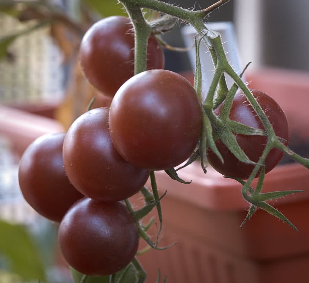 Pomidoras "Black Cherry"