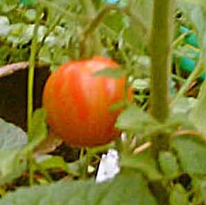 Pomidoras "Tigerella"