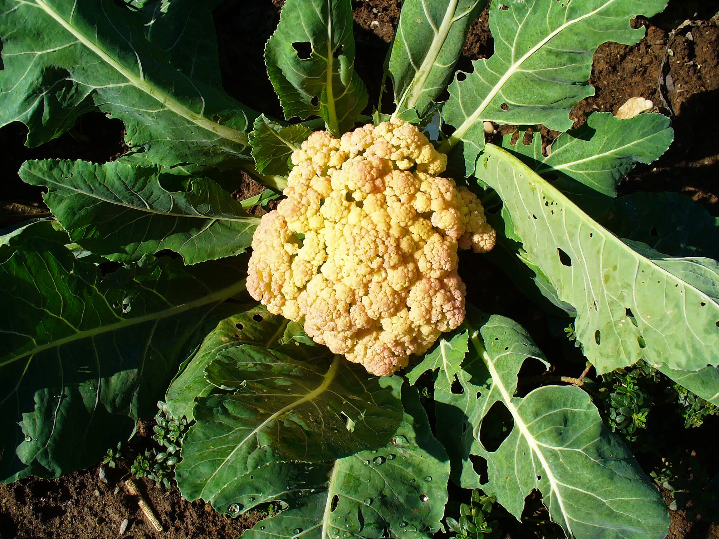 Žiedinis kopūstas Goodman (Brassica oleracea var. botrytis)