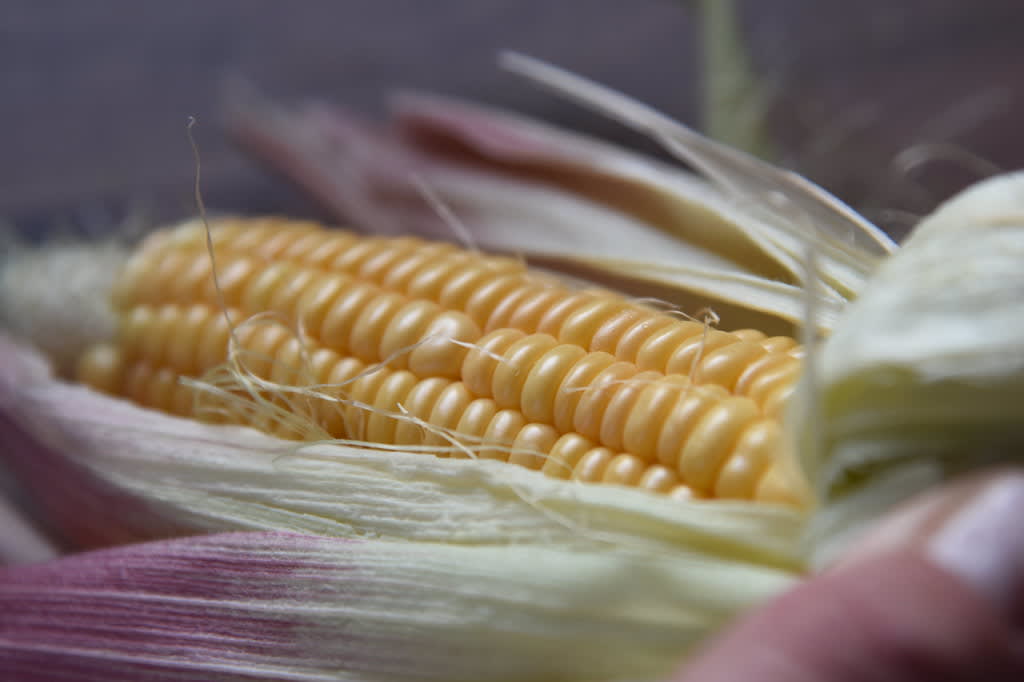 Kukurūzas Golden Bantam (Zea mays 'Golden Bantam')