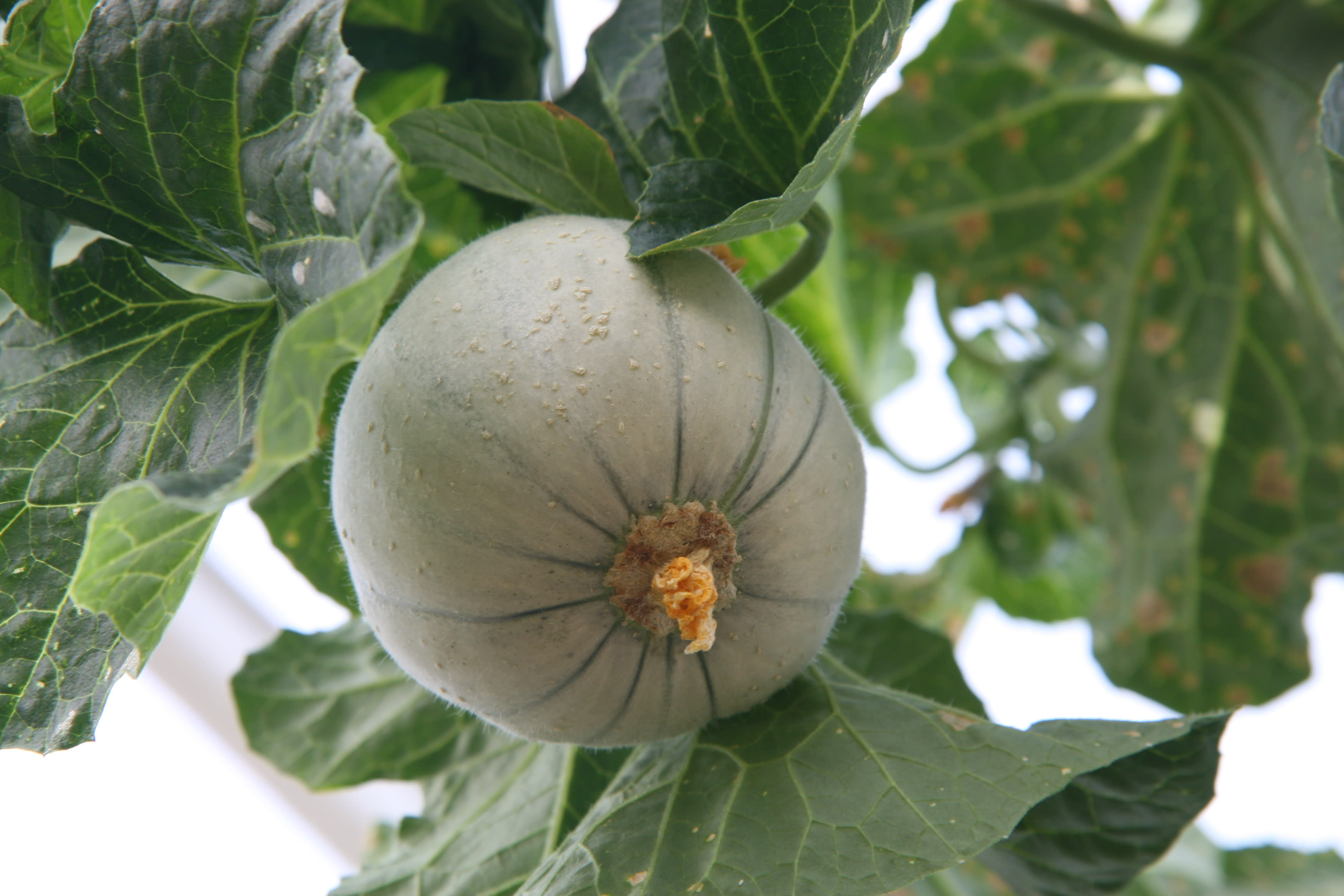 Šantė melionas (Cucumis melo 'Charentais')