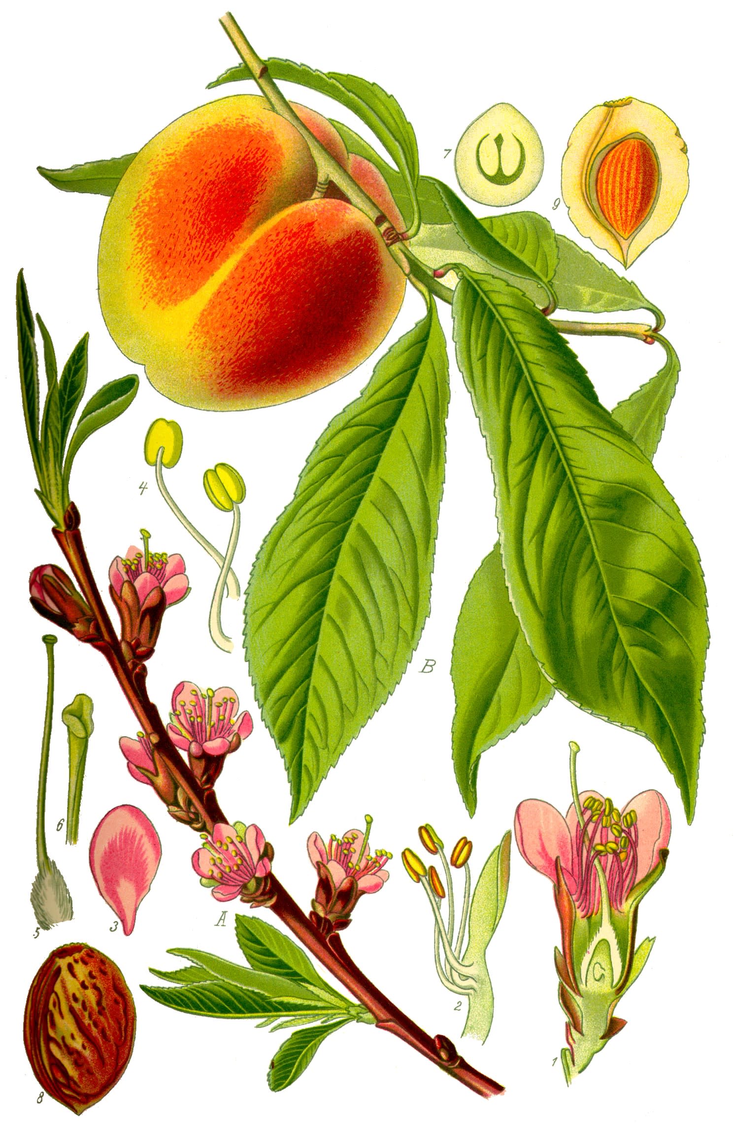 Raudonasis persikas 'Redhaven'