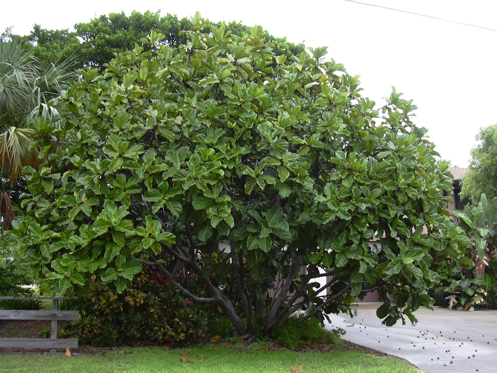 Lapinis fikusas 'Compacta' (Smuikinio lapo fikusas 'Compacta')