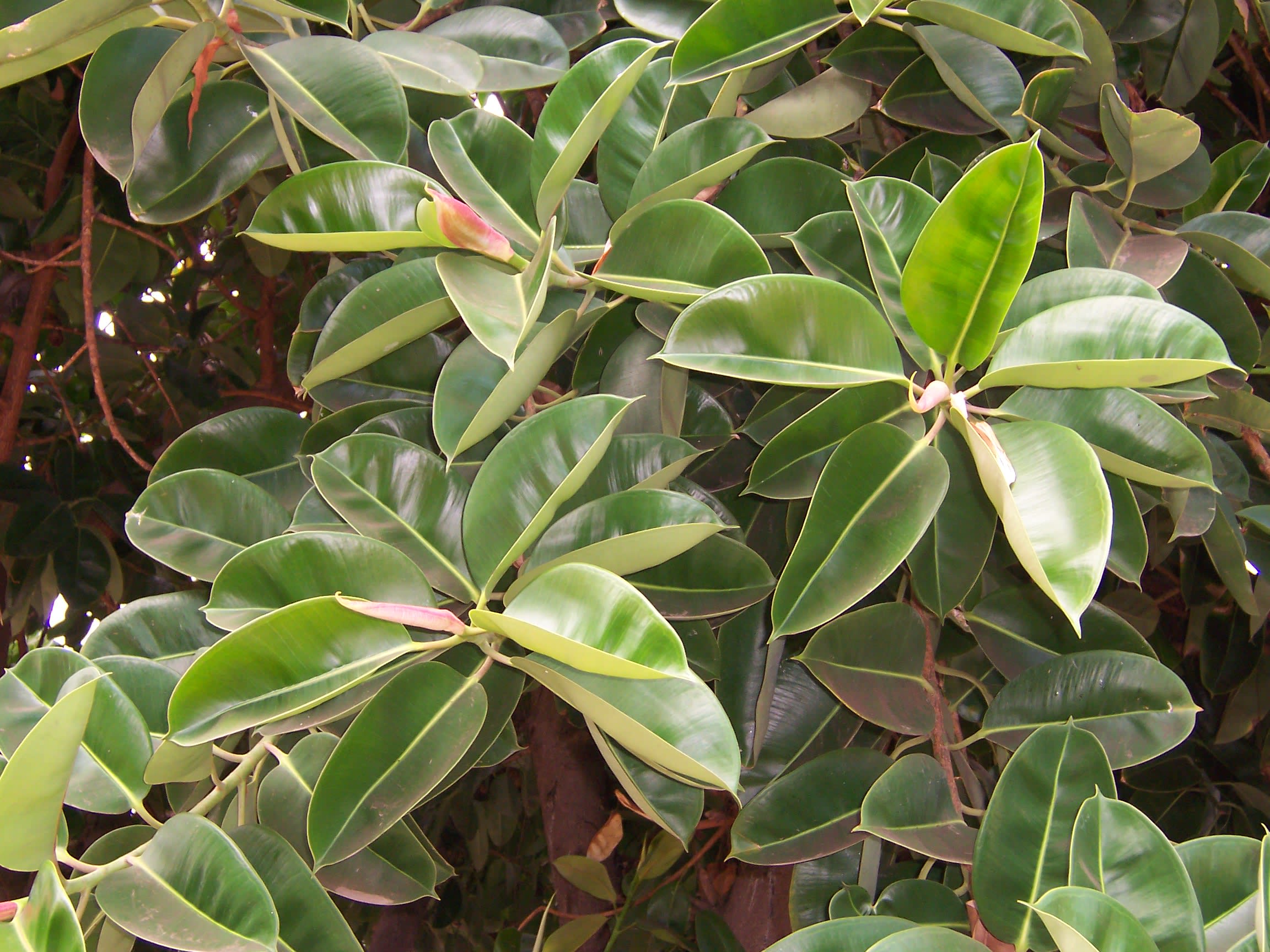Guminis fikusas 'Melany' (Melany fikusas)