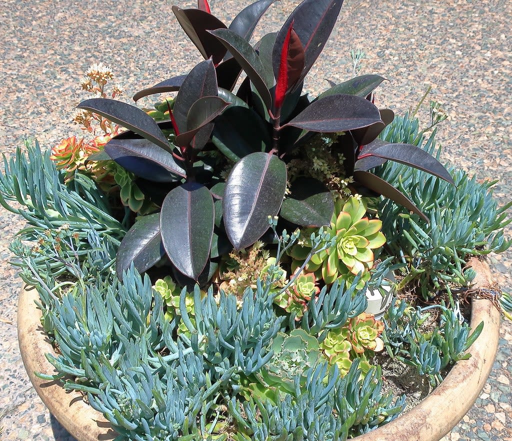Guminis Fikusas 'Burgundy' (Guminmedis)